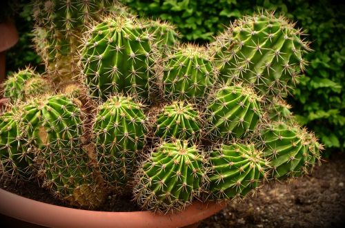 cactus desert cactus prickly