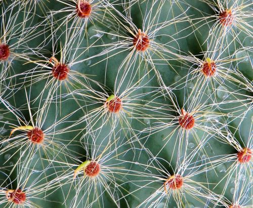 cactus sting plant