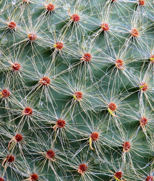 cactus sting plant