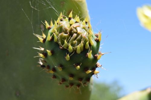 cactus prickly pear cactus greenhouse