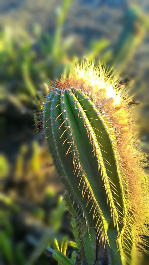 cactus nature thorns