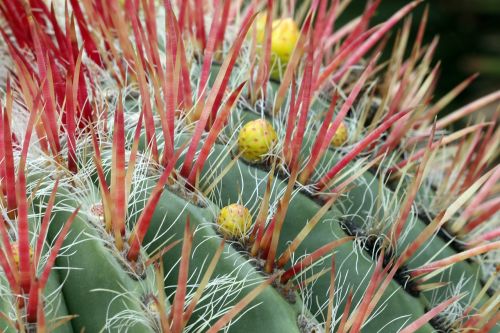 cactus spikes the buds