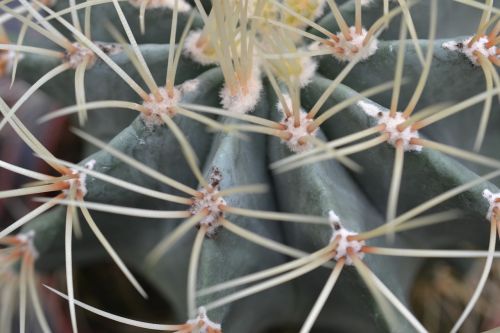 cactus green pointy