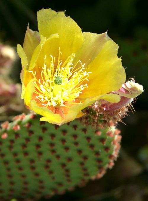 cactus flowering cactus detail