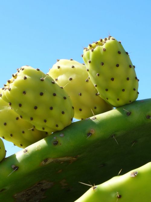 cactus fruit cactus greenhouse