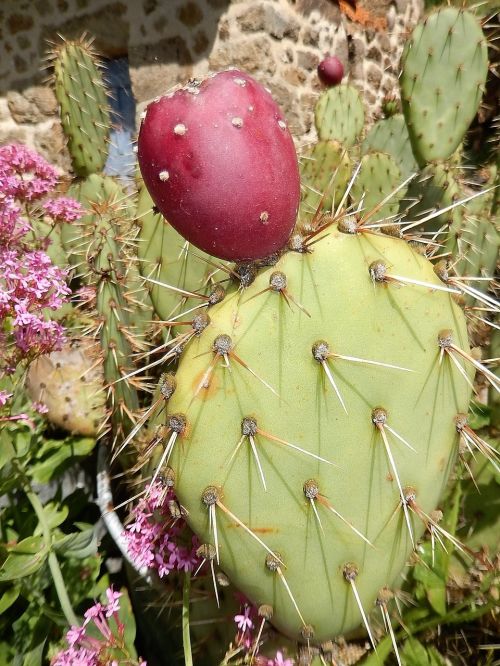 cactus desert vegetation
