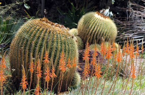 cactus nature desert