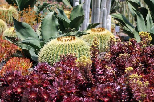 cactus nature desert