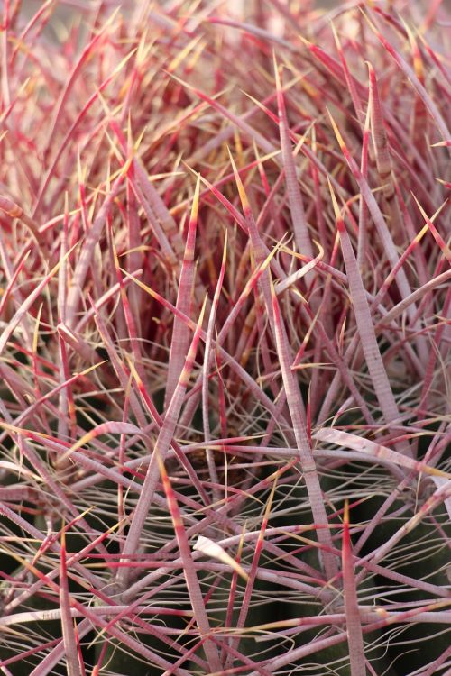 cactus macro prickly