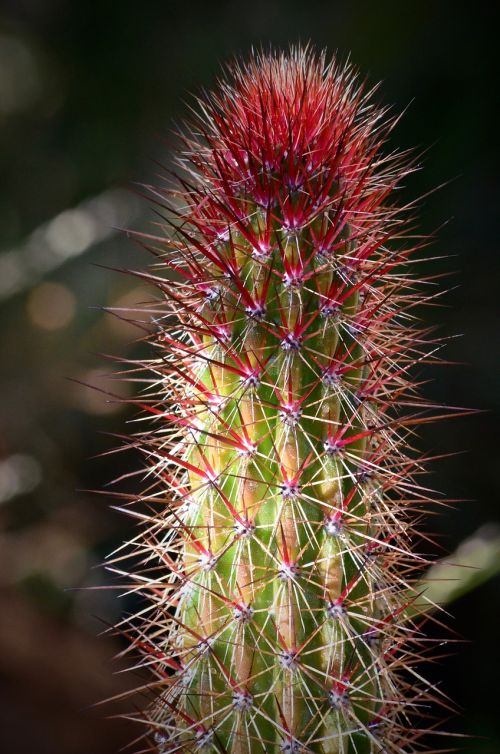 cactus green nature