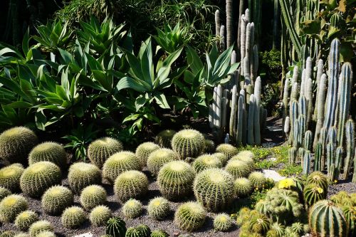 cactus green plant