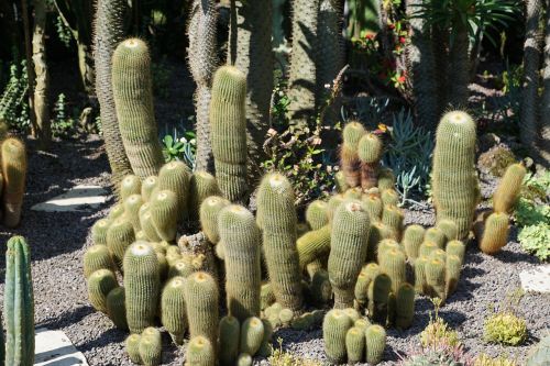 cactus green plant