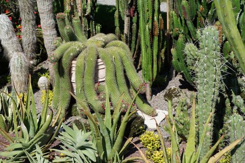 cactus botanical garden überlingen
