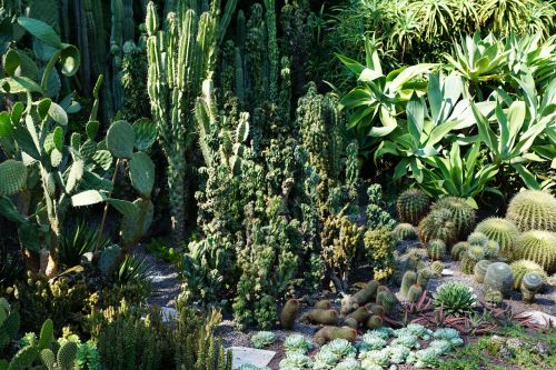 succulents cactus botanical garden