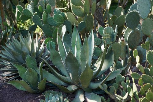 cactus botanical garden überlingen