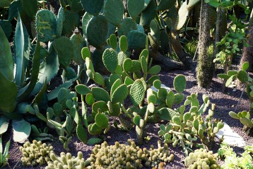 cactus botanical garden überlingen