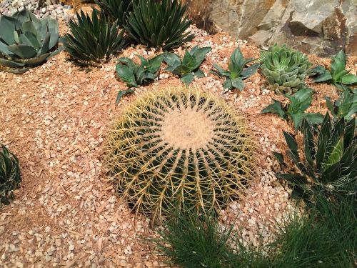 cactus nature succulent