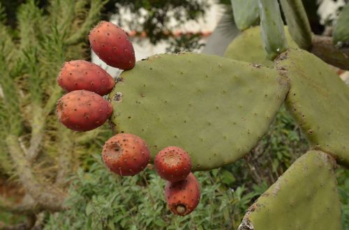 cactus fruit plant