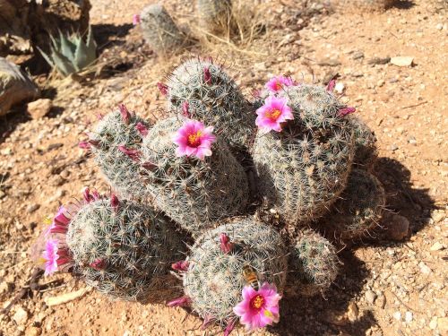 cactus cacti pincushion