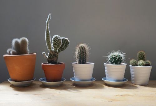 cactus plants home