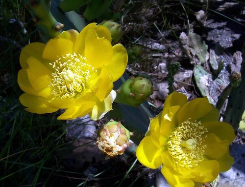cactus flower yellow