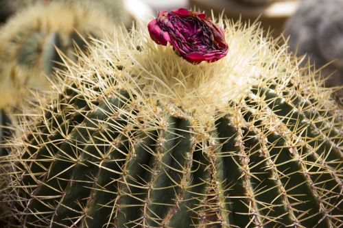 cactus plant cacti