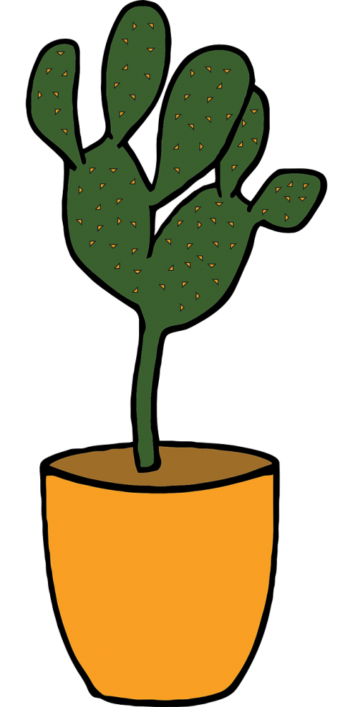 cactus plant green