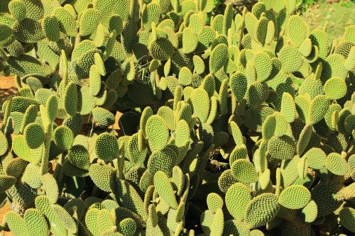 cactus desert prickly