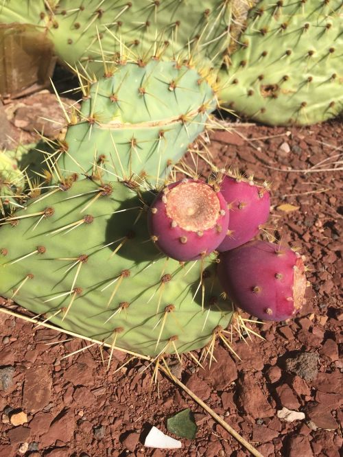 cactus plant flower