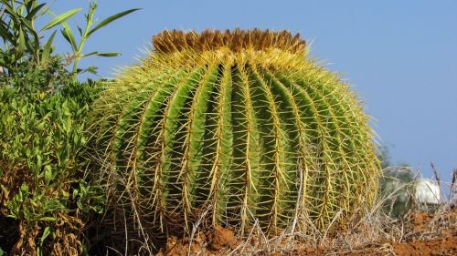 cactus plant nature
