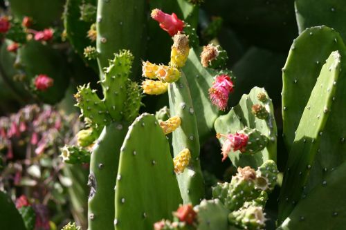 cactus nature succulent