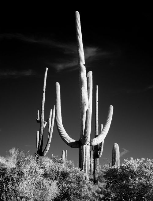 cactus sw black and white