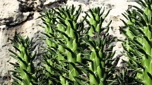 cactus thorns plant