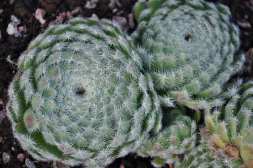 cactus closeup flowers