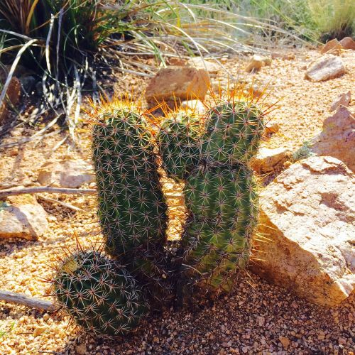 cactus desert arizona