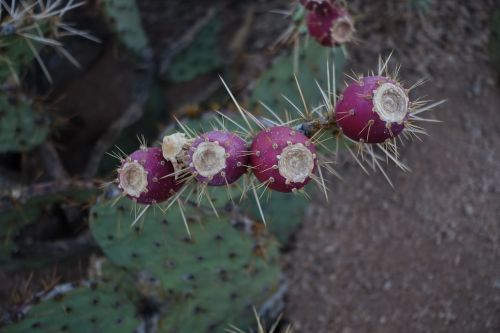 cactus bloom desert