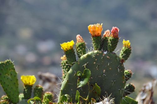 cactus blossom bloom