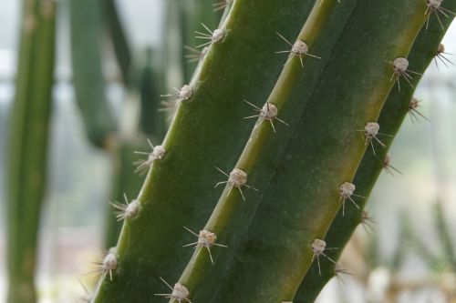 cactus nature spikes