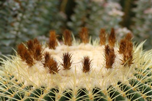 arboretum cactus flowers