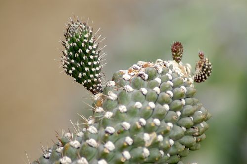 arboretum cactus flowers