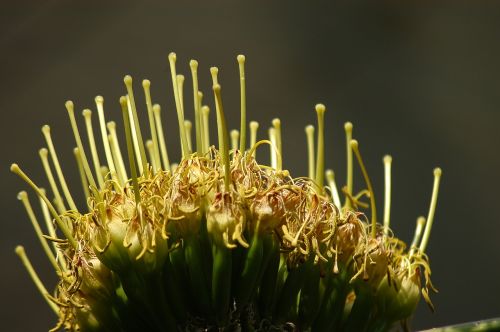 cactus arboretum flowers