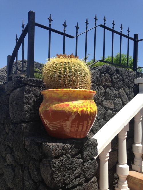 cactus lanzarote spain