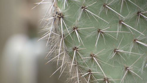 cactus macro flower