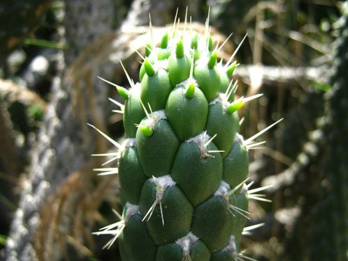 cactus garden botanical