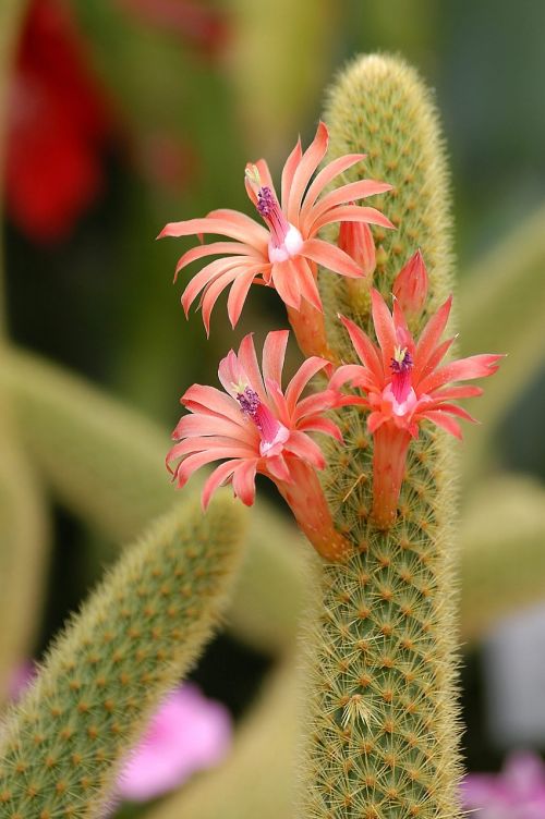 cactus flowers plants
