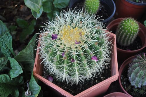 cactus plant cacti