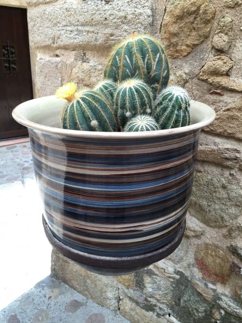 cactus pottery garden