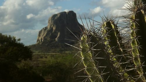 cactus serra mountain