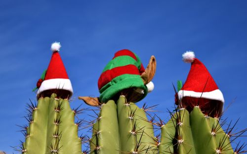 cactus christmas holiday