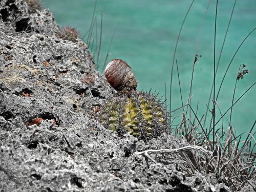 cactus rock caribbean